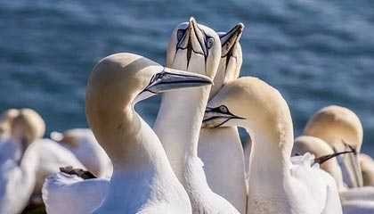 开云体育登录网站入口-星际争霸2“银河争锋”线下预选赛火热开启，银河星际争霸指南